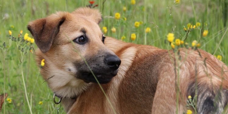 奇努克犬