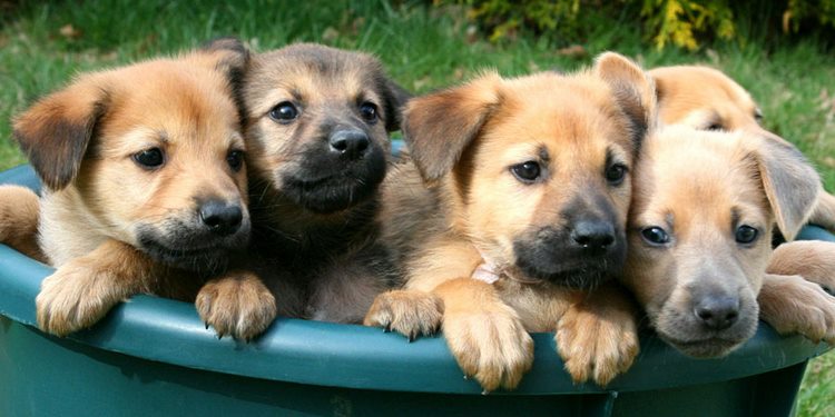 奇努克犬