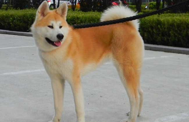 秋田犬