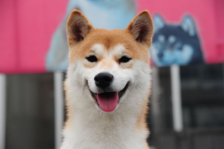 秋田犬