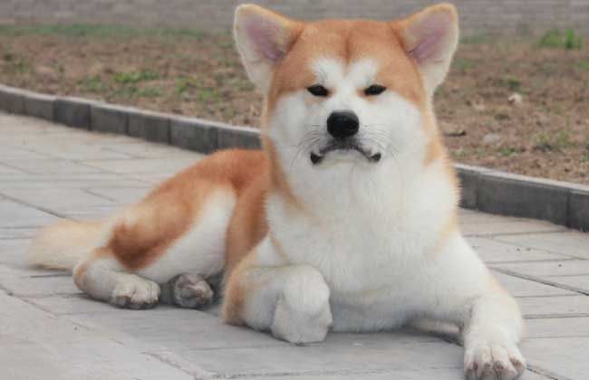 秋田犬