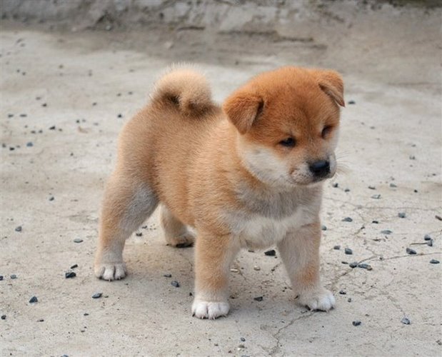 秋田犬