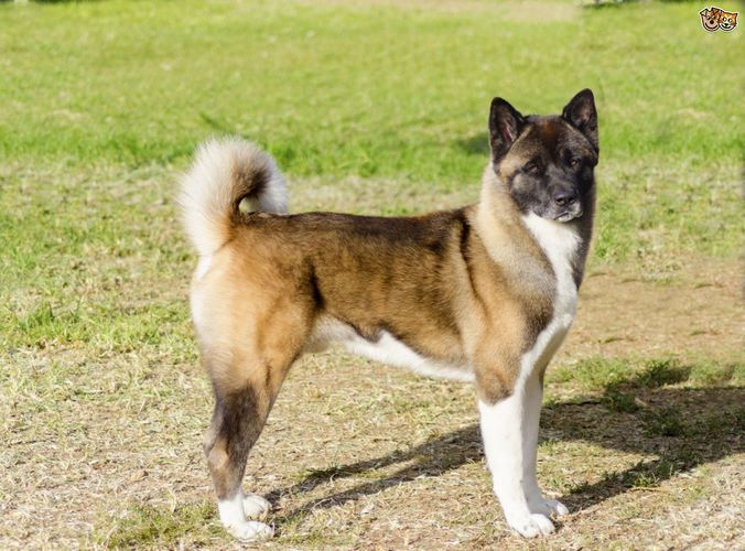 秋田犬