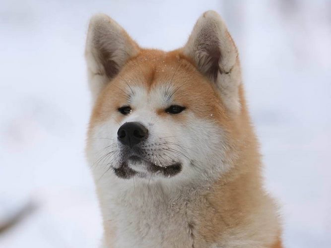 秋田犬