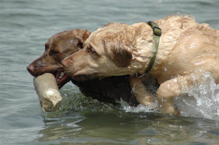 切萨皮克海湾寻回犬