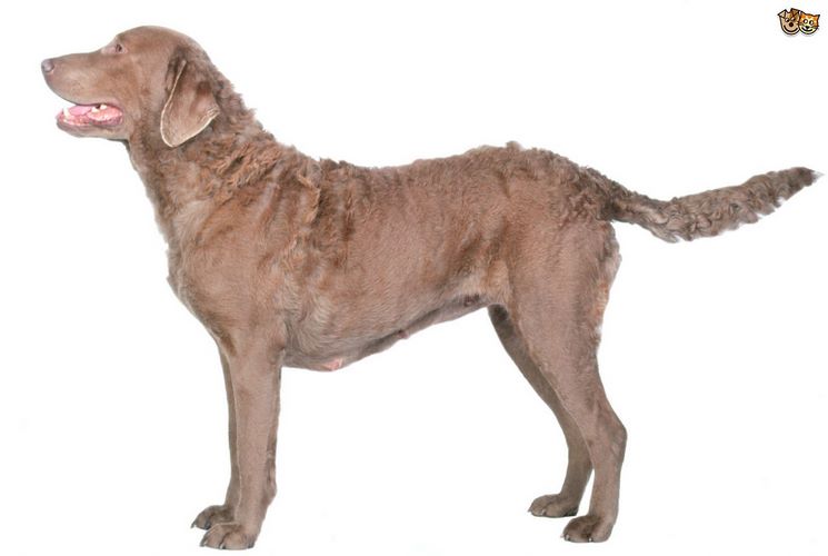 切萨皮克海湾寻回犬