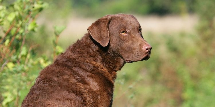 切萨皮克海湾寻回犬