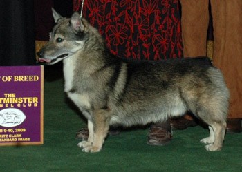 瑞典柯基犬