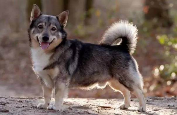 瑞典柯基犬