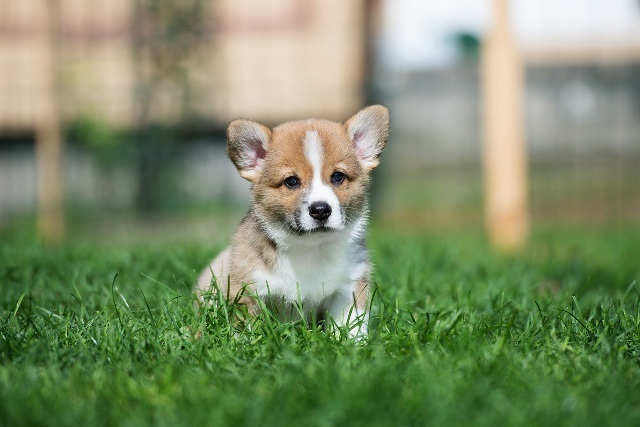 瑞典柯基犬