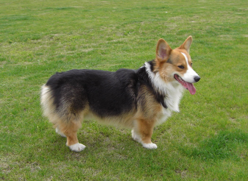 瑞典柯基犬