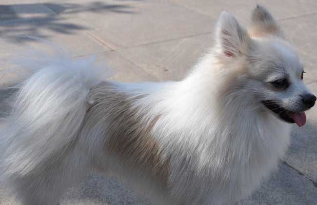 日本丝毛犬