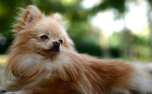 日本丝毛犬