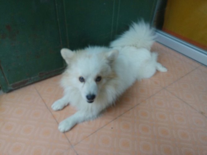 日本丝毛犬