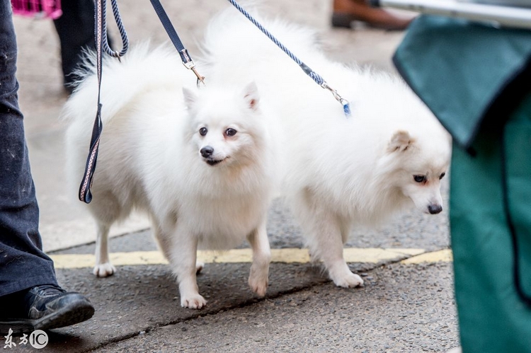 日本丝毛犬
