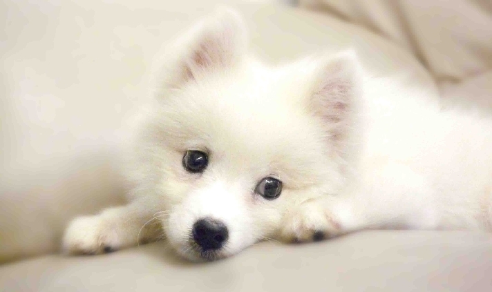 日本丝毛犬