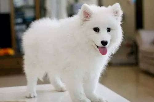 日本丝毛犬