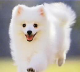 日本丝毛犬