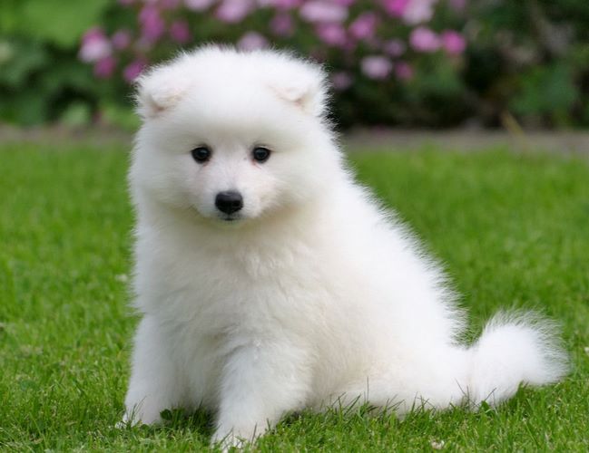 日本尖嘴犬
