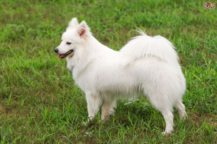 日本尖嘴犬