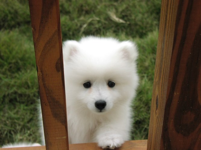 日本尖嘴犬
