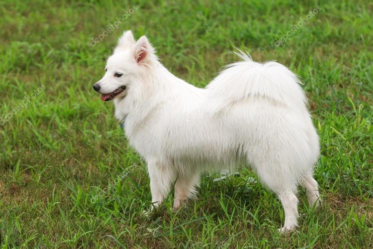 日本尖嘴犬