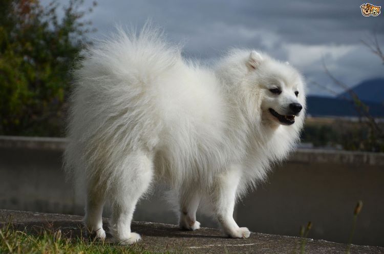 日本尖嘴犬
