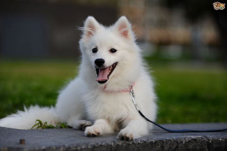 日本尖嘴犬
