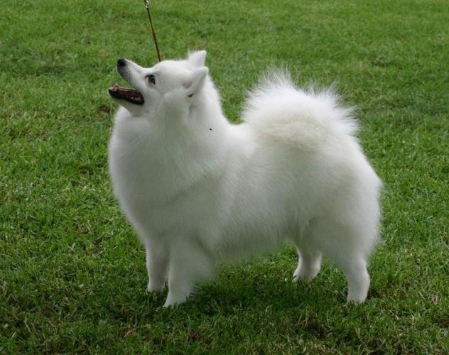 日本尖嘴犬