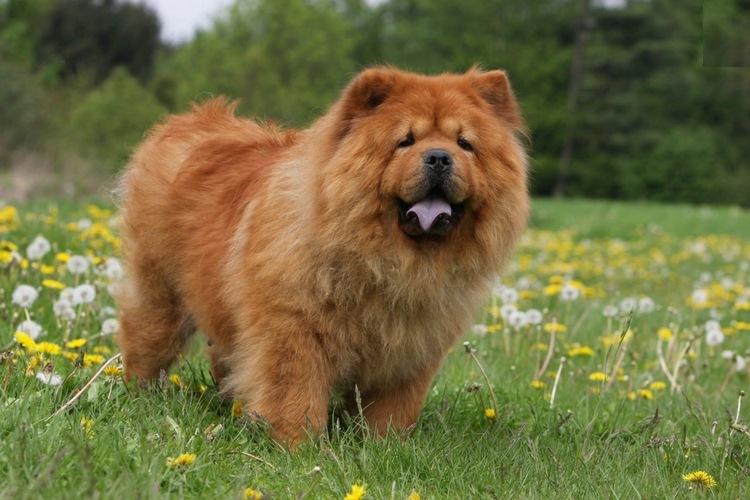 狮子犬