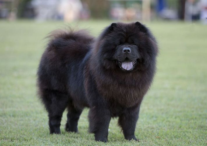 狮子犬