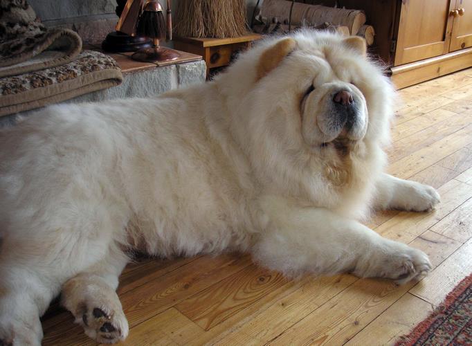 狮子犬