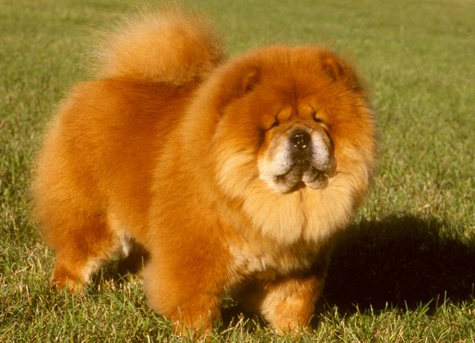 狮子犬