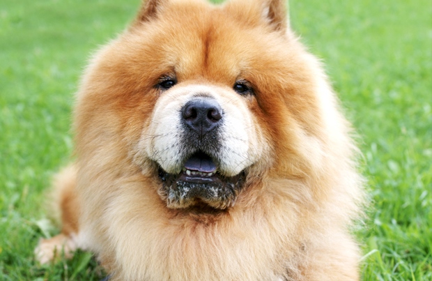 狮子犬