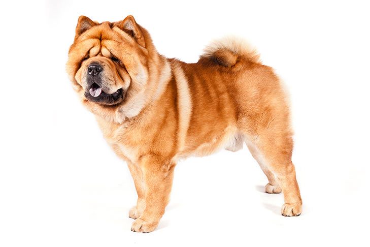 狮子犬