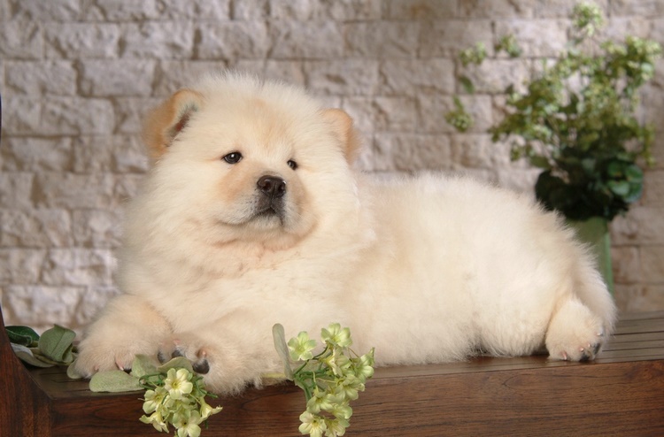 狮子犬