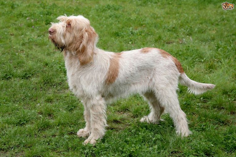 史毕诺犬