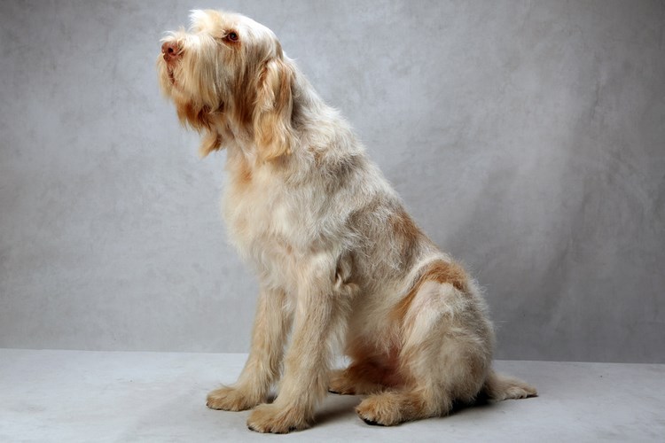 史毕诺犬
