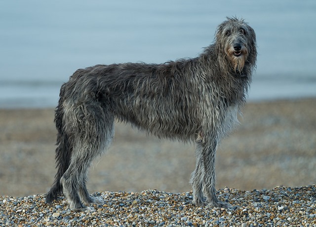 苏格兰猎鹿犬