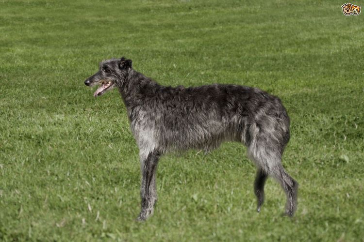 苏格兰猎鹿犬