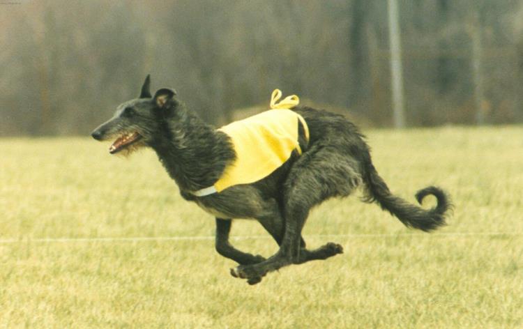 苏格兰猎鹿犬