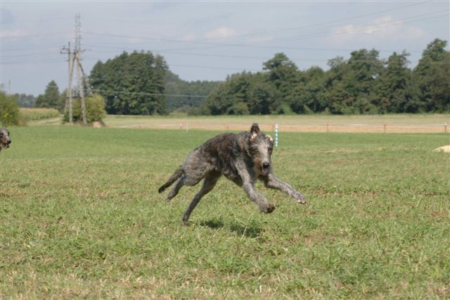 苏格兰猎鹿犬