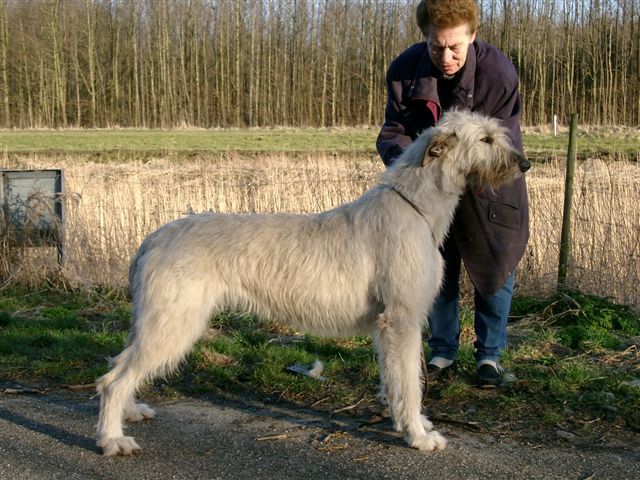 苏格兰猎鹿犬
