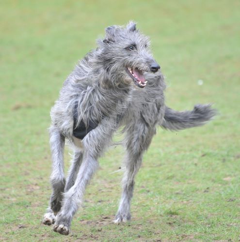 苏格兰猎鹿犬