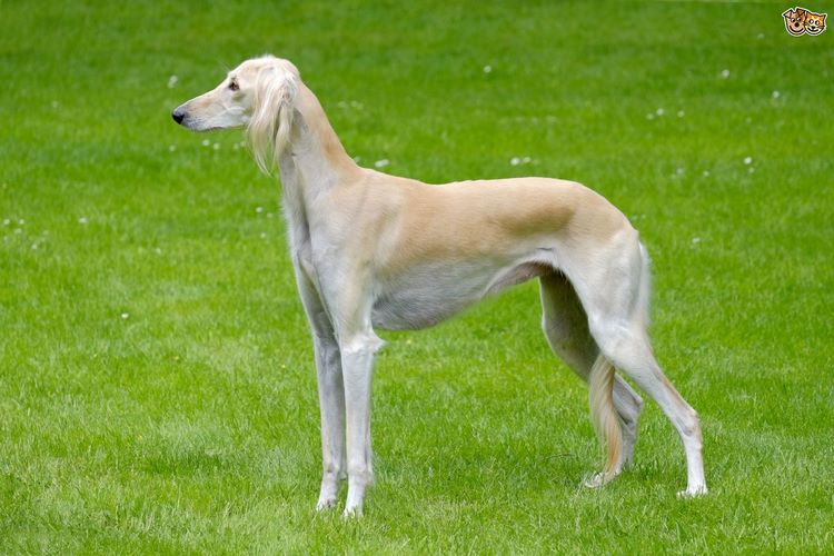 萨卢基犬