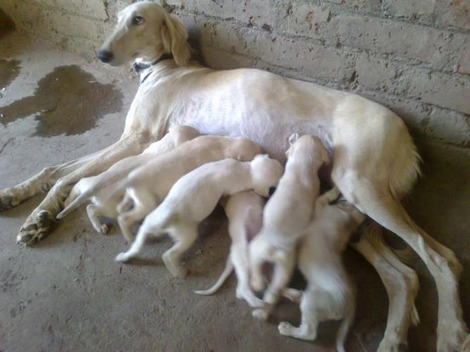 萨卢基犬