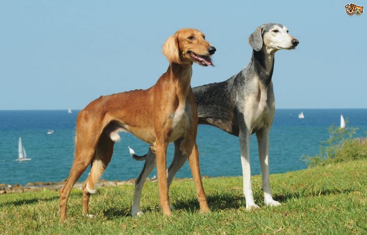 萨卢基犬