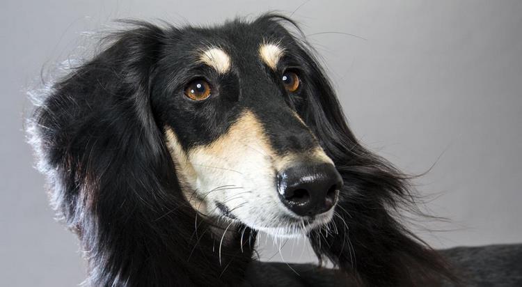 萨卢基犬
