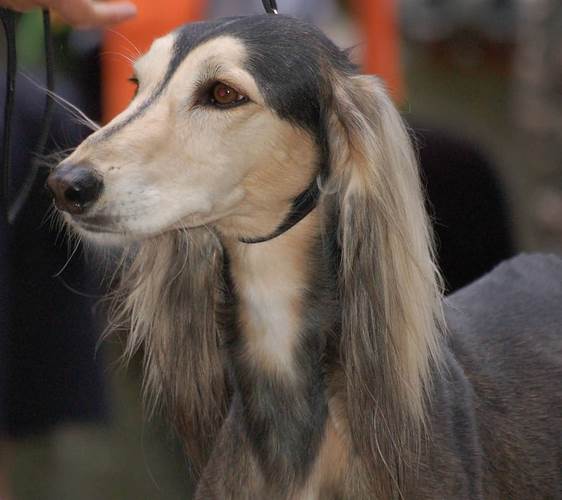 萨卢基犬