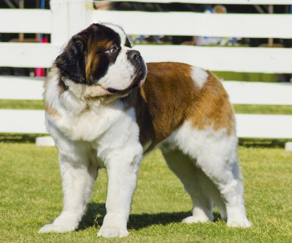 圣伯纳德犬